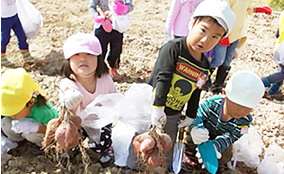 さつまいも収穫