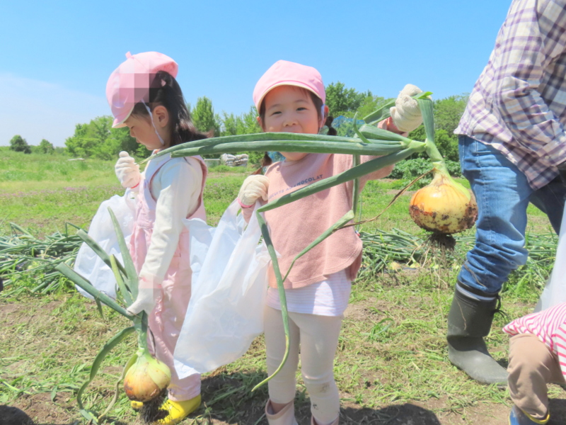 たまねぎ採り