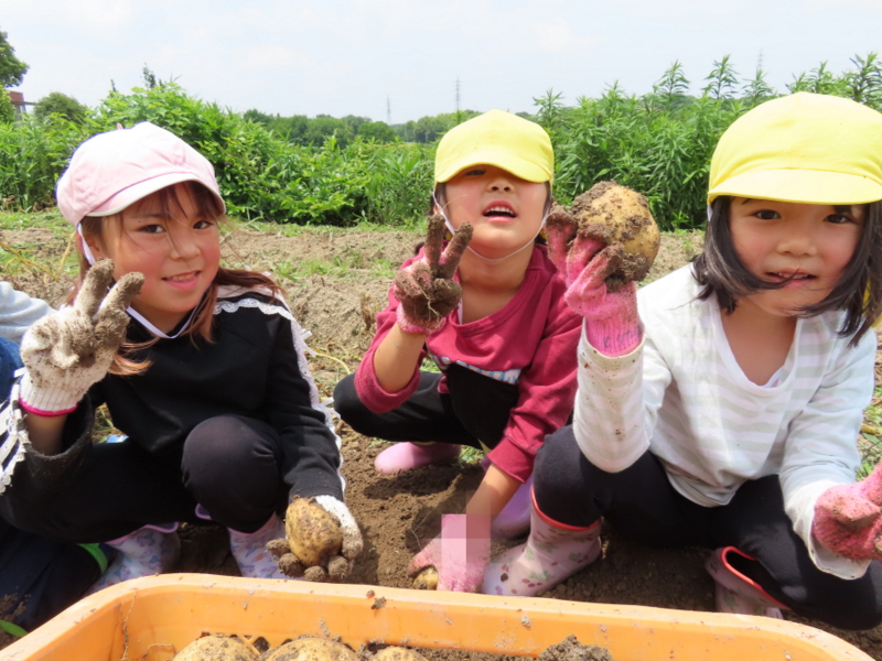じゃがいも掘り